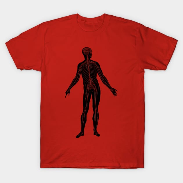Lymphatic System - Vintage Anatomy T-Shirt by Vintage Anatomy Prints